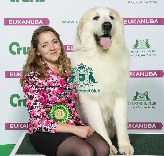 Framed Print : Crufts 2019 - Best of Breed / Pastoral Framed Print : Crufts 2019 - Best of Breed / Pastoral