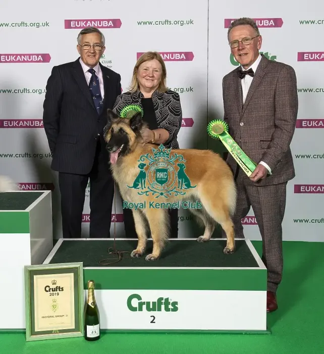 Framed Print : Crufts 2019 - Best of Breed / Pastoral Framed Print : Crufts 2019 - Best of Breed / Pastoral