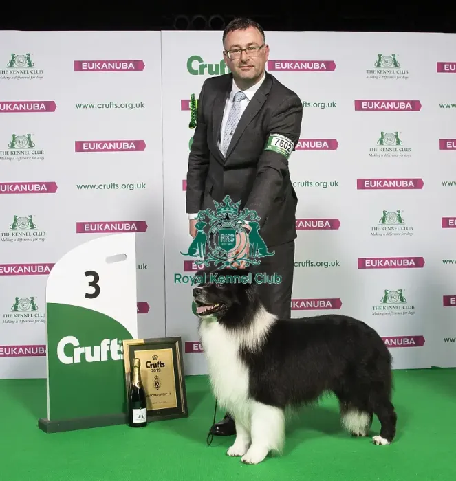 Framed Print : Crufts 2019 - Best of Breed / Pastoral Framed Print : Crufts 2019 - Best of Breed / Pastoral