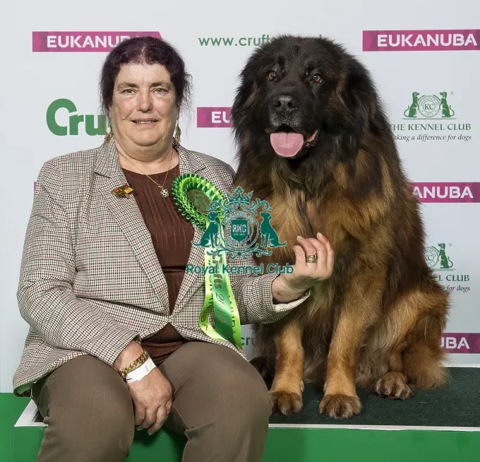 Framed Print : Crufts 2019 - Best of Breed / Pastoral Framed Print : Crufts 2019 - Best of Breed / Pastoral