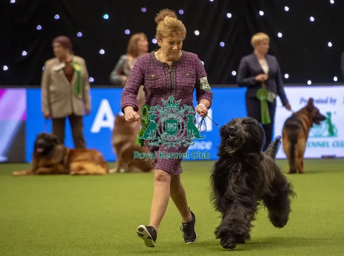 Framed Print : Crufts 2019 - Best of Breed / Pastoral Framed Print : Crufts 2019 - Best of Breed / Pastoral