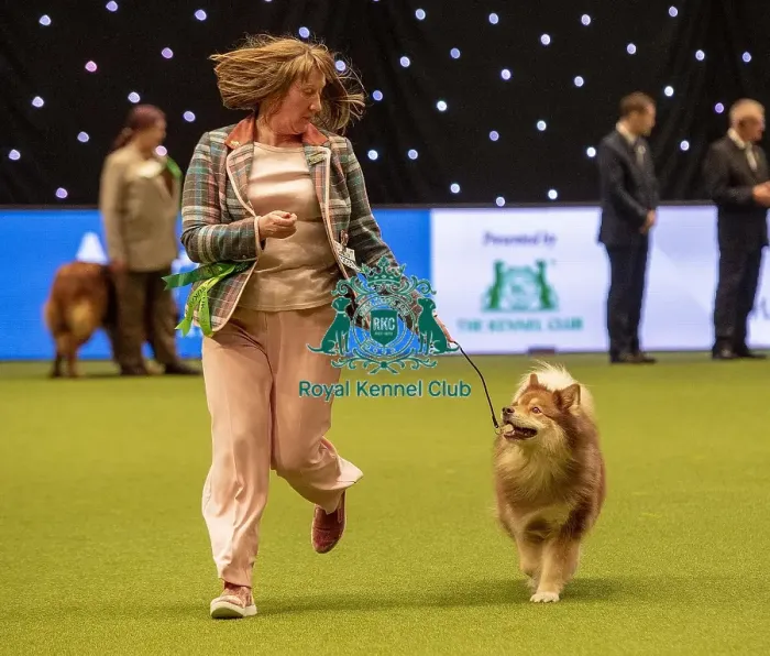 Framed Print : Crufts 2019 - Best of Breed / Pastoral Framed Print : Crufts 2019 - Best of Breed / Pastoral