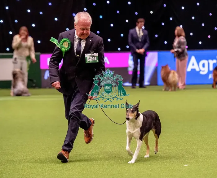 Framed Print : Crufts 2019 - Best of Breed / Pastoral Framed Print : Crufts 2019 - Best of Breed / Pastoral