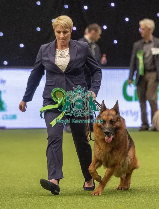 Framed Print : Crufts 2019 - Best of Breed / Pastoral Framed Print : Crufts 2019 - Best of Breed / Pastoral