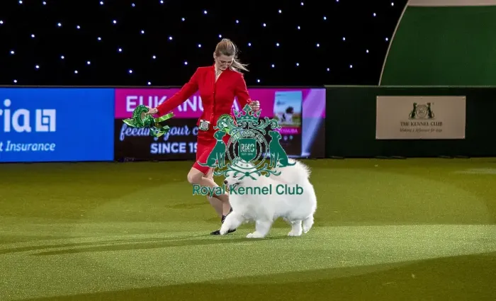 Framed Print : Crufts 2019 - Best of Breed / Pastoral Framed Print : Crufts 2019 - Best of Breed / Pastoral