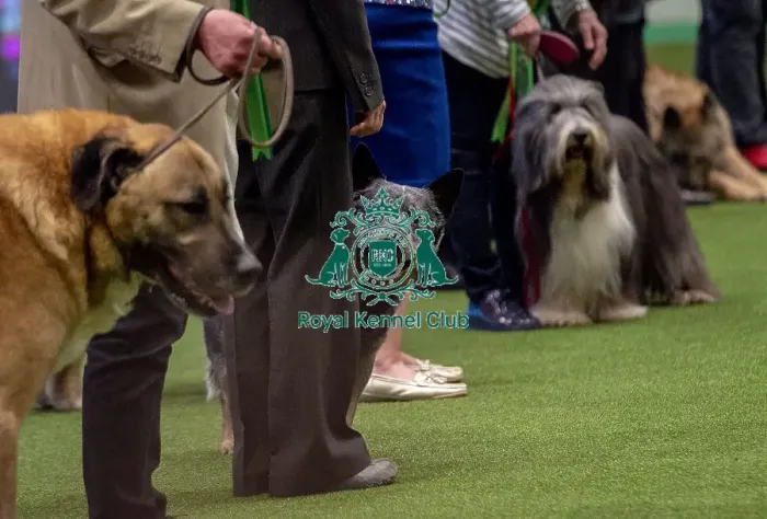 Framed Print : Crufts 2019 - Best of Breed / Pastoral Framed Print : Crufts 2019 - Best of Breed / Pastoral