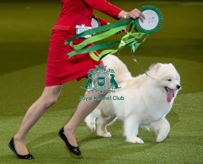 Framed Print : Crufts 2019 - Best of Breed  /  Pastoral