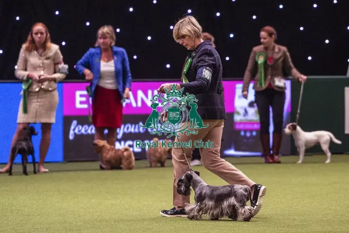 Framed Print : Crufts 2019 - Best of Breed  /  Terrier
