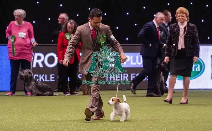 Framed Print : Crufts 2019 - Best of Breed  /  Terrier