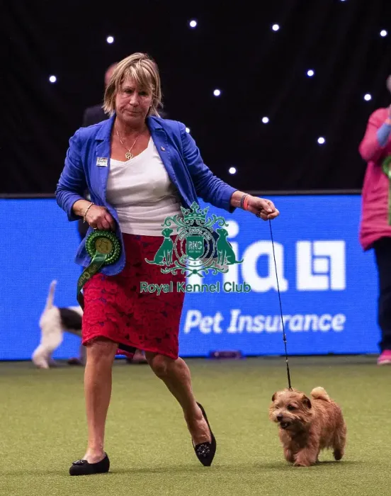 Framed Print : Crufts 2019 - Best of Breed  /  Terrier