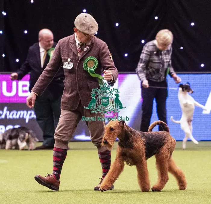 Framed Print : Crufts 2019 - Best of Breed / Terrier Framed Print : Crufts 2019 - Best of Breed / Terrier