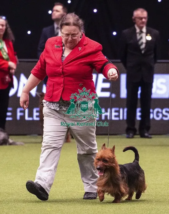 Framed Print : Crufts 2019 - Best of Breed / Terrier Framed Print : Crufts 2019 - Best of Breed / Terrier