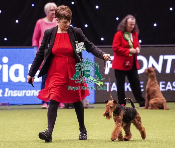 Framed Print : Crufts 2019 - Best of Breed  /  Terrier