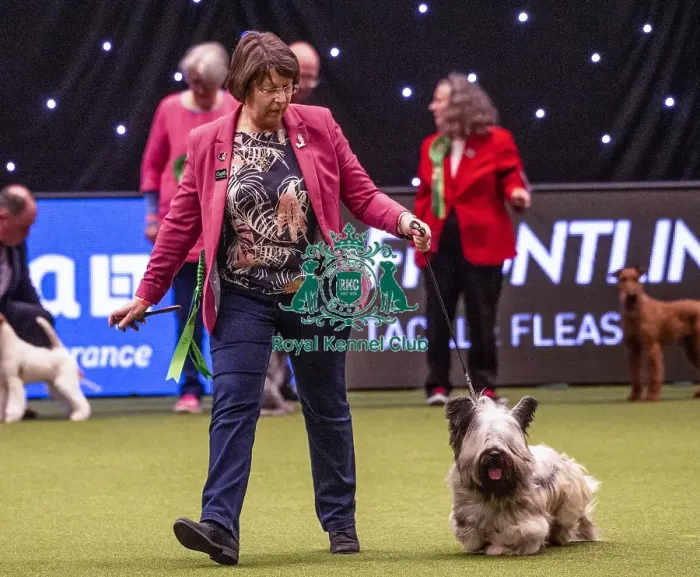 Framed Print : Crufts 2019 - Best of Breed / Terrier Framed Print : Crufts 2019 - Best of Breed / Terrier