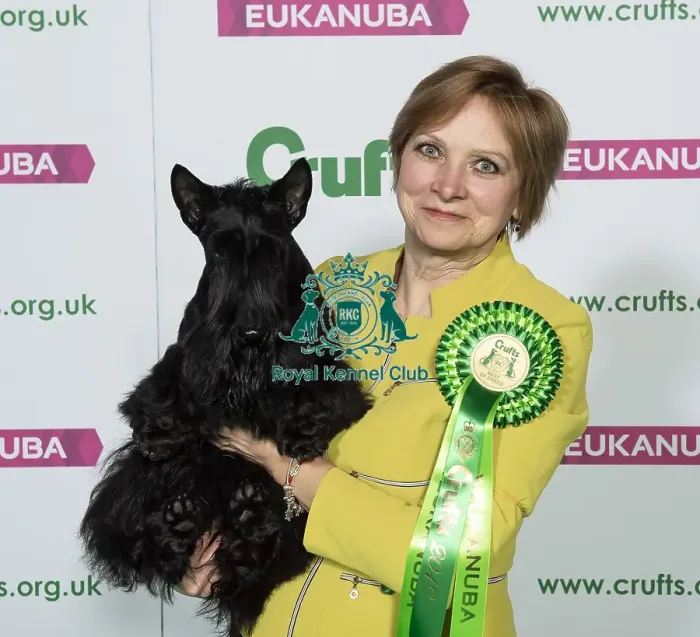 Framed Print : Crufts 2019 - Best of Breed / Terrier Framed Print : Crufts 2019 - Best of Breed / Terrier