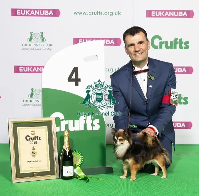 Framed Print : Crufts 2019 - Best of Breed / Toy Framed Print : Crufts 2019 - Best of Breed / Toy
