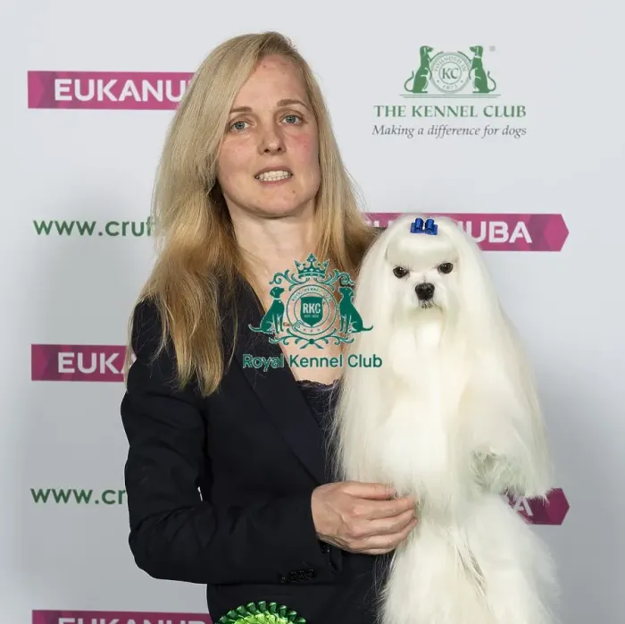 Framed Print : Crufts 2019 - Best of Breed / Toy Framed Print : Crufts 2019 - Best of Breed / Toy