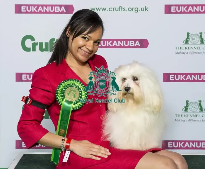 Framed Print : Crufts 2019 - Best of Breed / Toy Framed Print : Crufts 2019 - Best of Breed / Toy