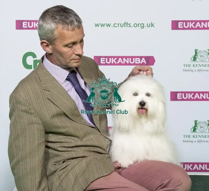 Framed Print : Crufts 2019 - Best of Breed / Toy Framed Print : Crufts 2019 - Best of Breed / Toy