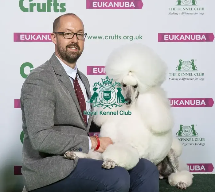 Framed Print : Crufts 2019 - Best of Breed / Toy Framed Print : Crufts 2019 - Best of Breed / Toy