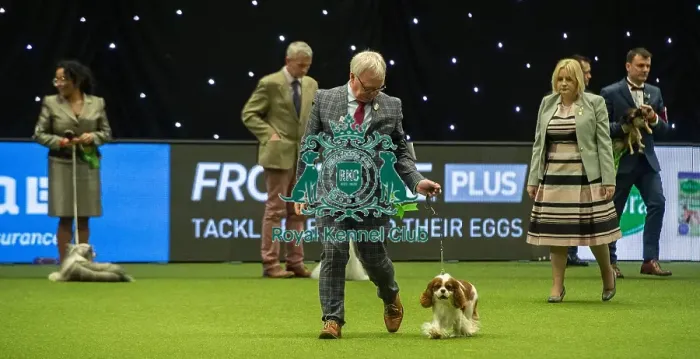 Framed Print : Crufts 2019 - Best of Breed / Toy Framed Print : Crufts 2019 - Best of Breed / Toy