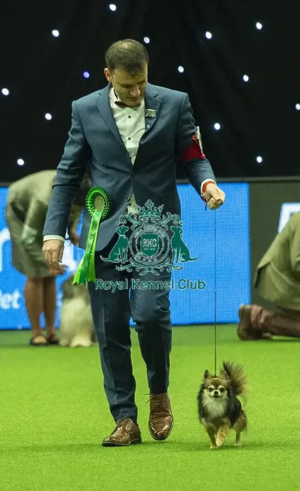 Framed Print : Crufts 2019 - Best of Breed / Toy Framed Print : Crufts 2019 - Best of Breed / Toy