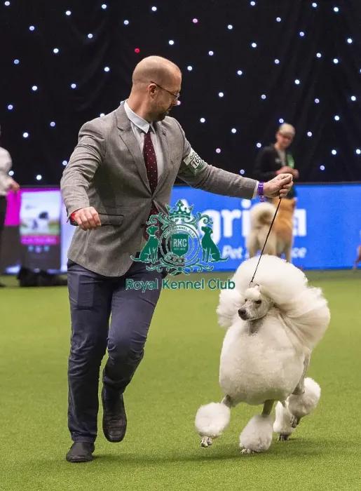 Framed Print : Crufts 2019 - Best of Breed / Toy Framed Print : Crufts 2019 - Best of Breed / Toy