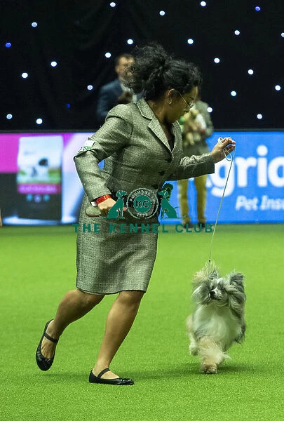 Crufts 2019 - Best of Breed  /  Toy