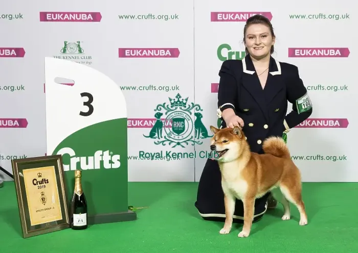 Framed Print : Crufts 2019 - Best of Breed  /  Utility