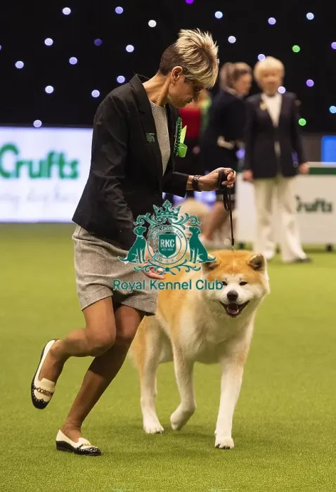Framed Print : Crufts 2019 - Best of Breed  /  Utility