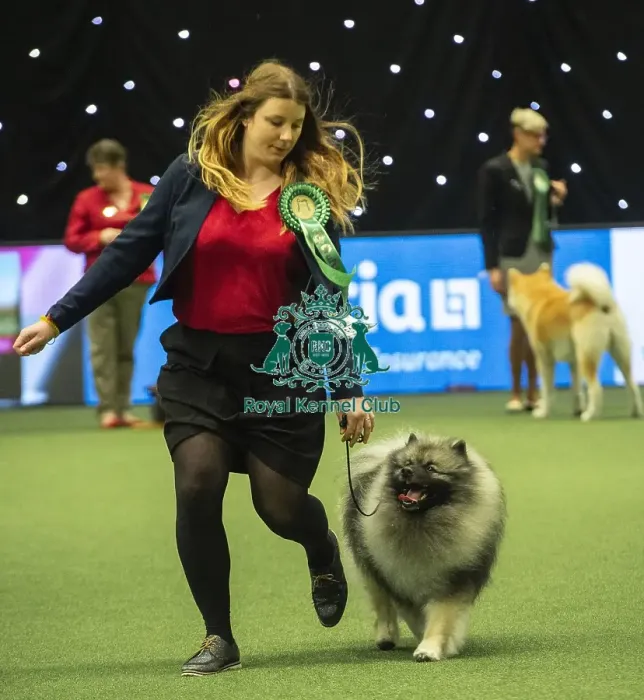 Framed Print : Crufts 2019 - Best of Breed  /  Utility