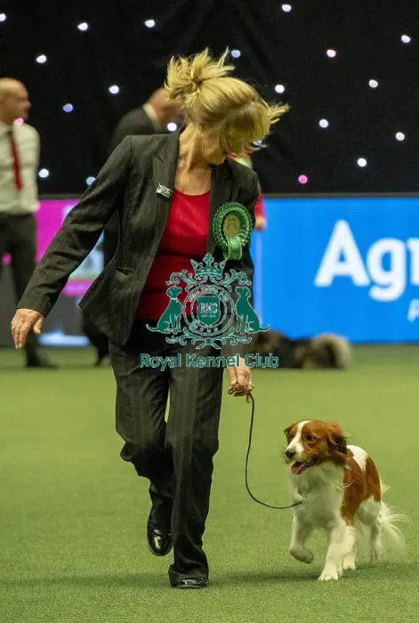 Framed Print : Crufts 2019 - Best of Breed  /  Utility