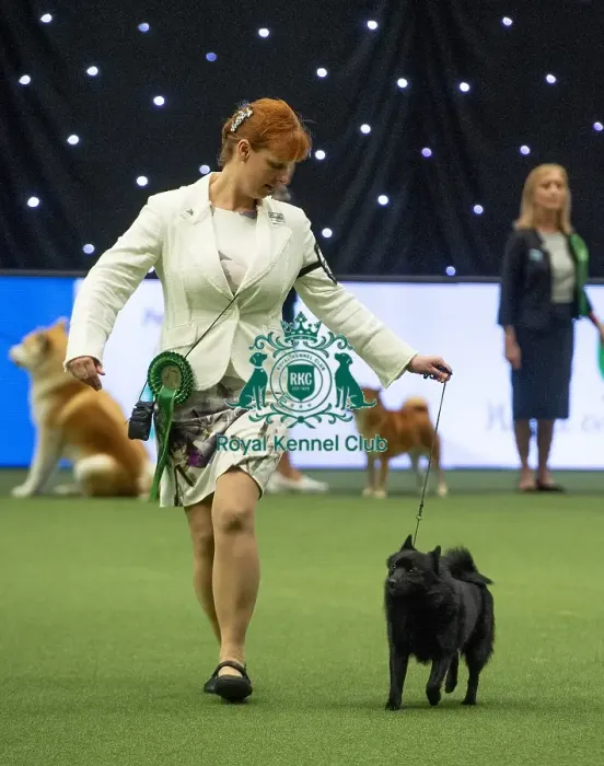 Framed Print : Crufts 2019 - Best of Breed / Utility Framed Print : Crufts 2019 - Best of Breed / Utility