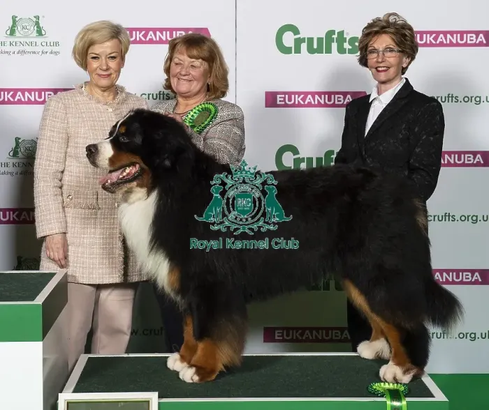 Framed Print : Crufts 2019 - Best of Breed / Working Framed Print : Crufts 2019 - Best of Breed / Working