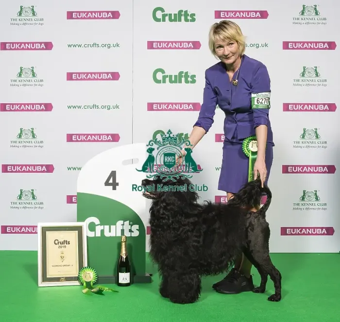 Framed Print : Crufts 2019 - Best of Breed / Working Framed Print : Crufts 2019 - Best of Breed / Working