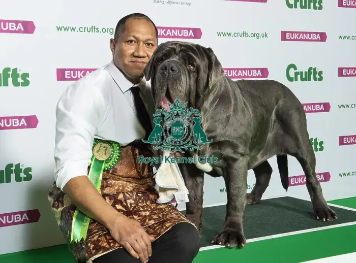 Framed Print : Crufts 2019 - Best of Breed / Working Framed Print : Crufts 2019 - Best of Breed / Working