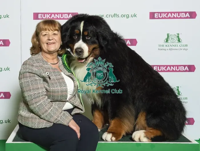 Framed Print : Crufts 2019 - Best of Breed / Working Framed Print : Crufts 2019 - Best of Breed / Working