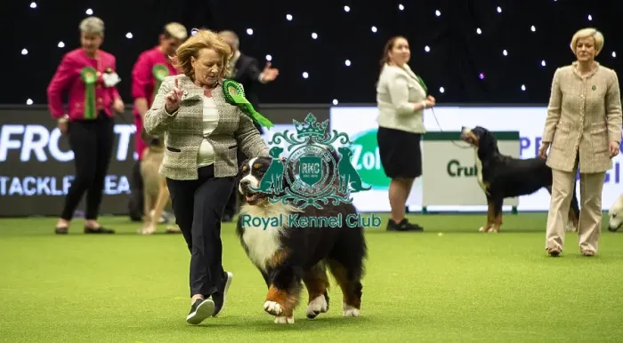 Framed Print : Crufts 2019 - Best of Breed / Working Framed Print : Crufts 2019 - Best of Breed / Working