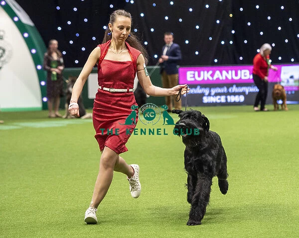 Crufts 2019 - Best of Breed  /  Working