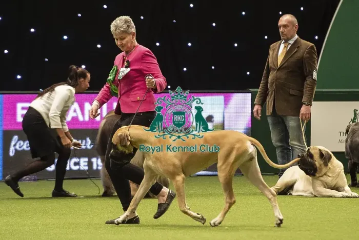 Framed Print : Crufts 2019 - Best of Breed / Working Framed Print : Crufts 2019 - Best of Breed / Working
