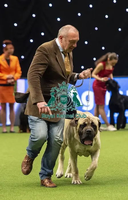 Framed Print : Crufts 2019 - Best of Breed / Working Framed Print : Crufts 2019 - Best of Breed / Working