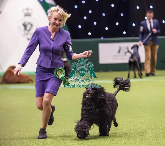 Framed Print : Crufts 2019 - Best of Breed  /  Working