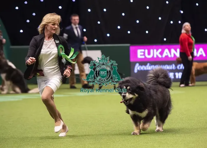 Framed Print : Crufts 2019 - Best of Breed / Working Framed Print : Crufts 2019 - Best of Breed / Working