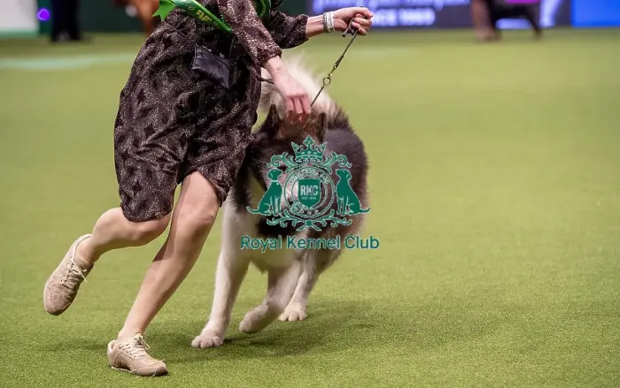 Framed Print : Crufts 2019 - Best of Breed / Working Framed Print : Crufts 2019 - Best of Breed / Working