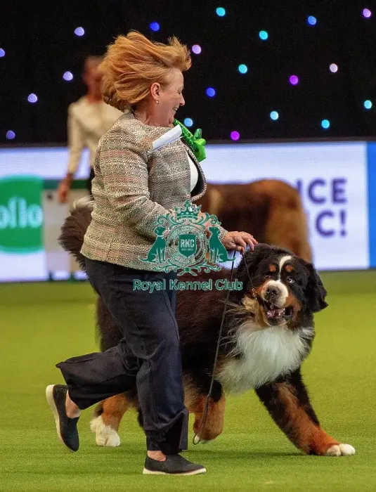 Framed Print : Crufts 2019 - Best of Breed / Working Framed Print : Crufts 2019 - Best of Breed / Working