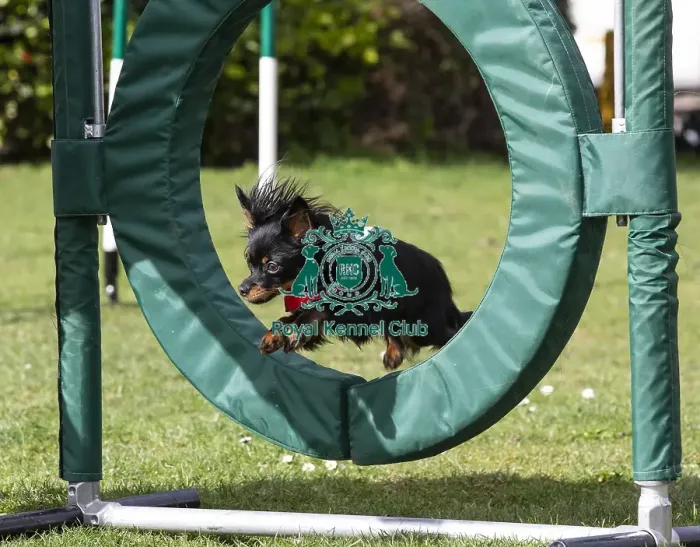 Framed Print : Crufts 2019 - Birmingham Launch, NEC, UK - 5 Mar 2019