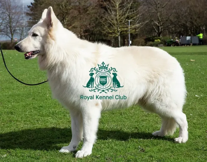 Framed Print : Crufts 2019 - Birmingham Launch, NEC, UK - 5 Mar 2019 Framed Print : Crufts 2019 - Birmingham Launch, NEC, UK - 5 Mar 2019