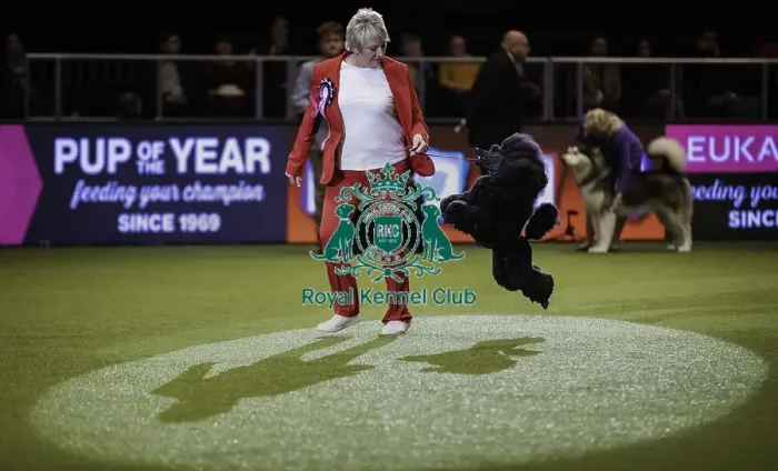 Framed Print : Crufts 2019 - Day Four, NEC, UK - 10 Mar 2019 Framed Print : Crufts 2019 - Day Four, NEC, UK - 10 Mar 2019