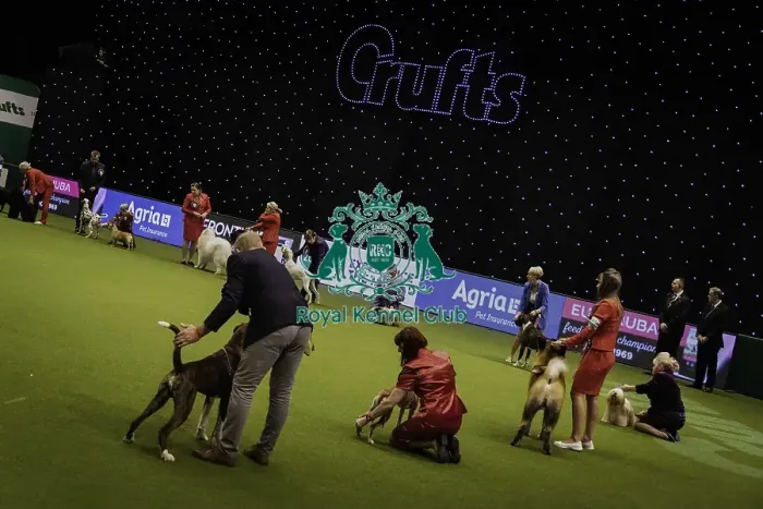 Framed Print : Crufts 2019 - Day Four, NEC, UK - 10 Mar 2019 Framed Print : Crufts 2019 - Day Four, NEC, UK - 10 Mar 2019