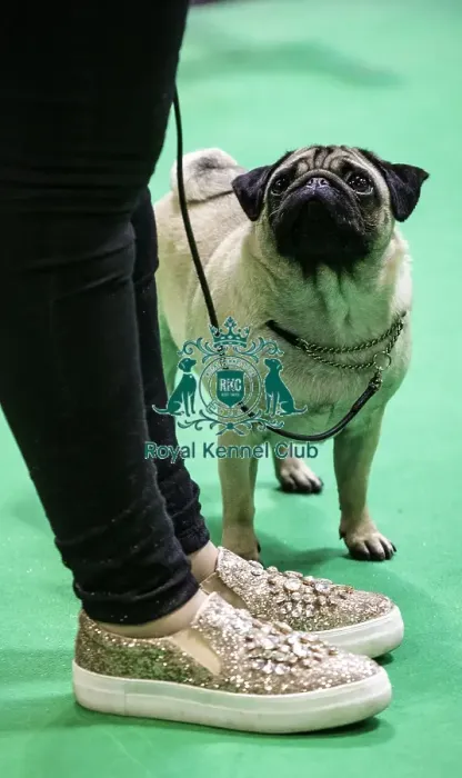 Framed Print : Crufts 2019 - Day Four, NEC, UK - 10 Mar 2019